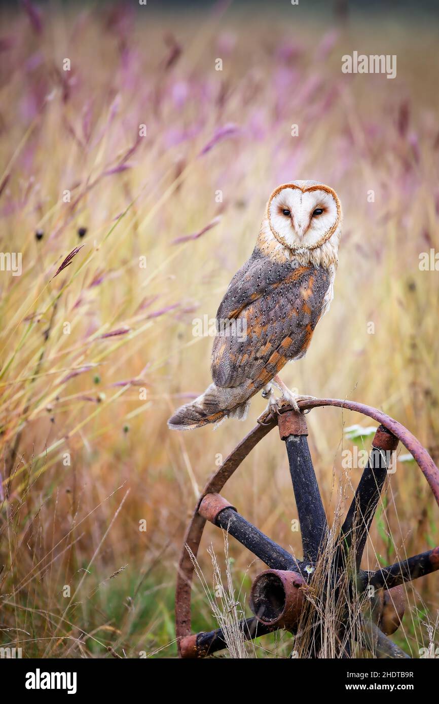 Wise barn owl sitting on a carriage wheel in urban natural environment Stock Photo