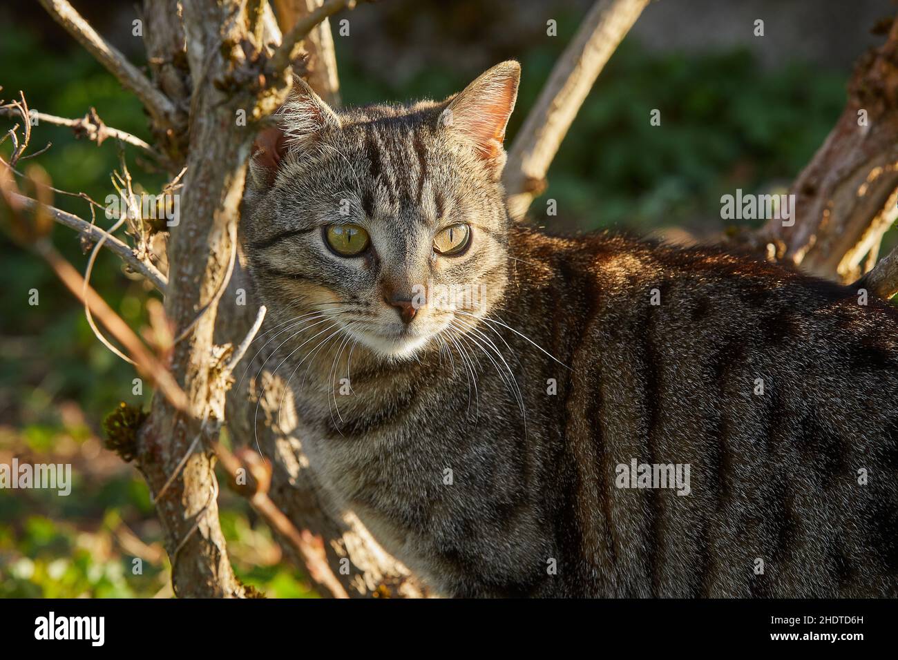 cat, free range, cats Stock Photo Alamy