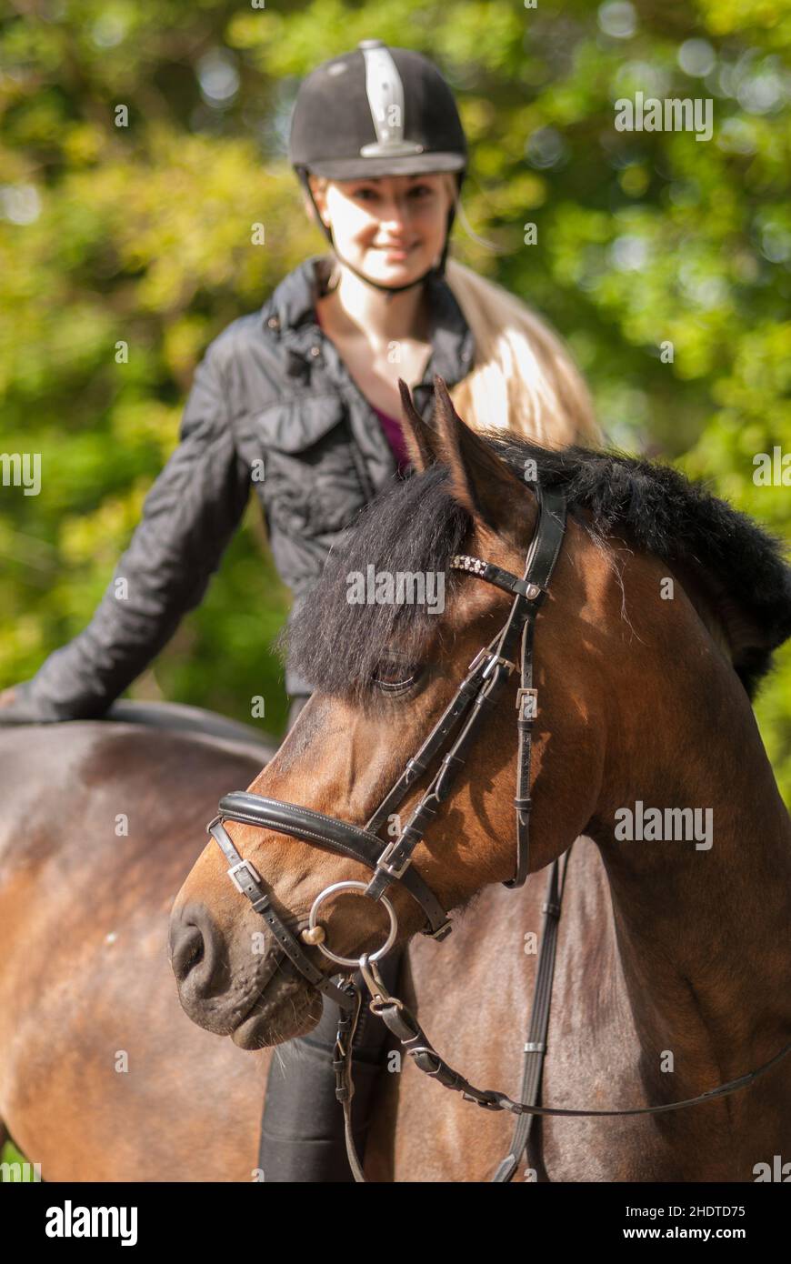 horse, horseriding, New Forest pony, horses, ride, riding Stock Photo