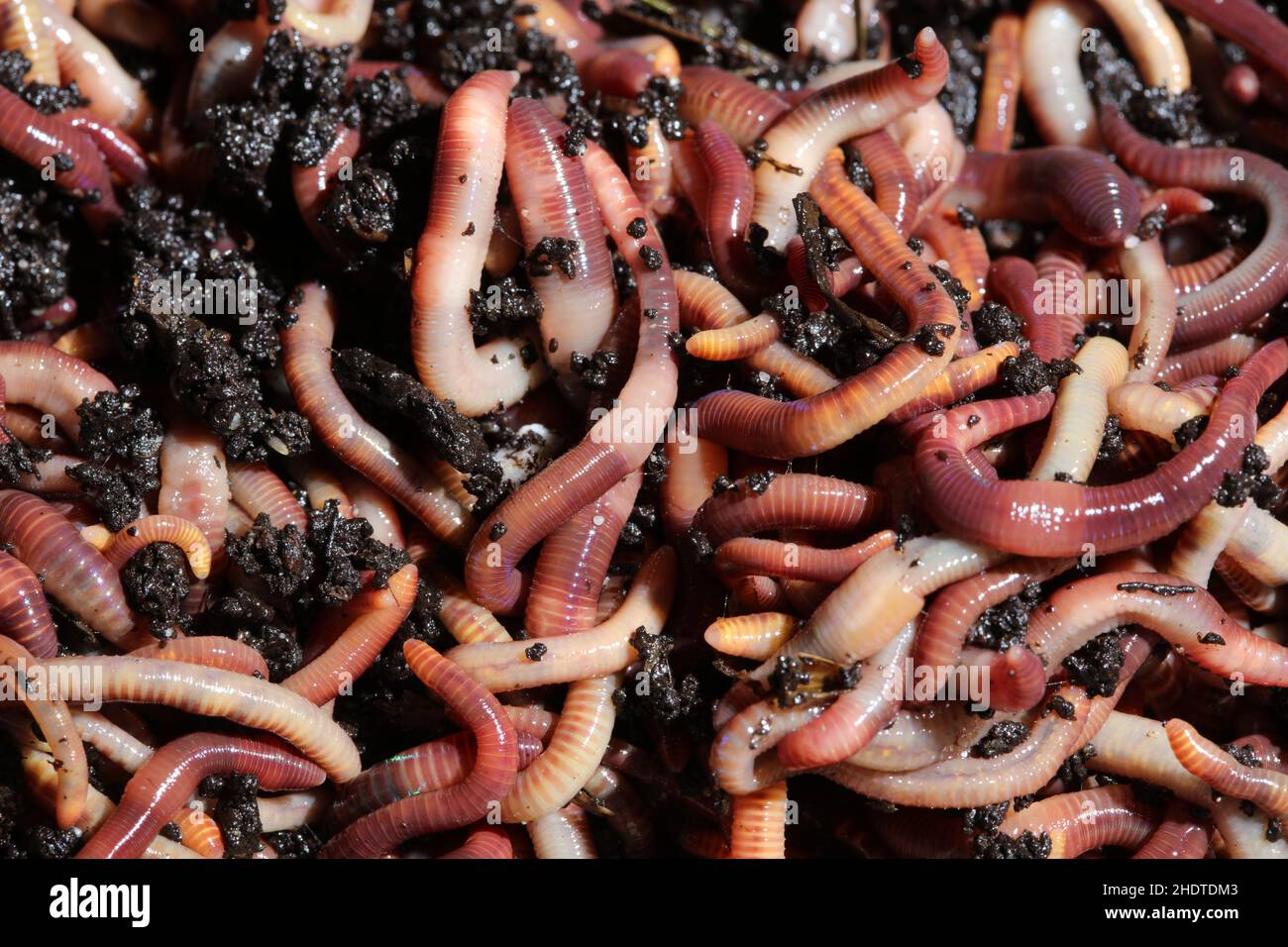 redworm, brandling worm, panfish worm, red wiggler worm, tiger worm