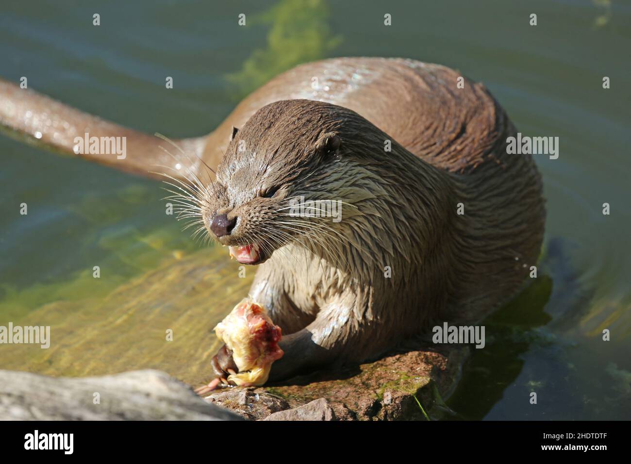 feeding, otter, feed, feedings, otters Stock Photo Alamy