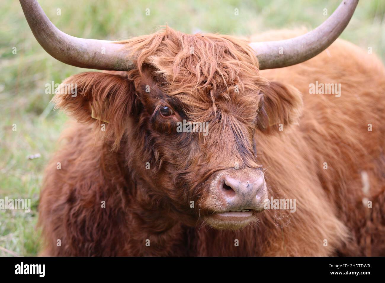 highland cattle, highland cattles Stock Photo