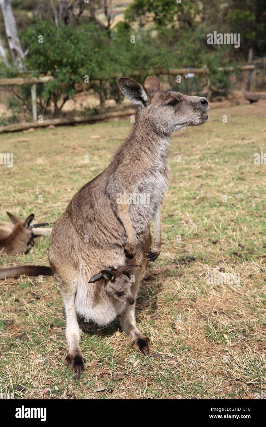 eastern grey kangaroo Stock Photo - Alamy