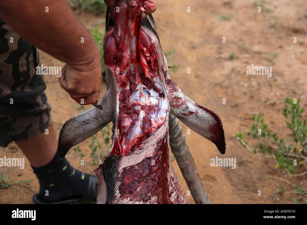 slaughtering, oryx, oryxs Stock Photo