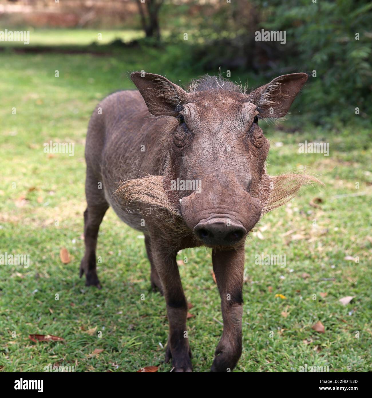 warthog, desert warthog, warthogs Stock Photo Alamy