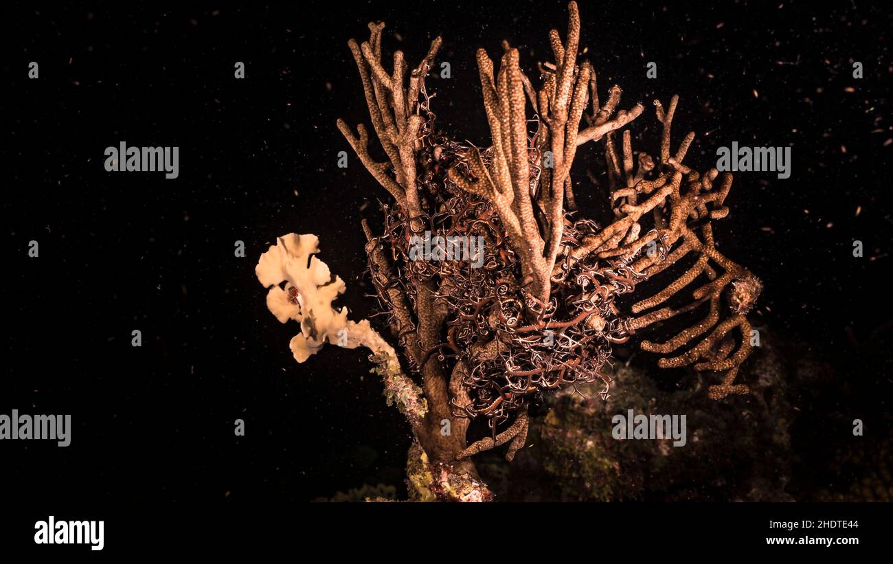 NIght Seascape with basket star, coral, and sponge in the coral reef of