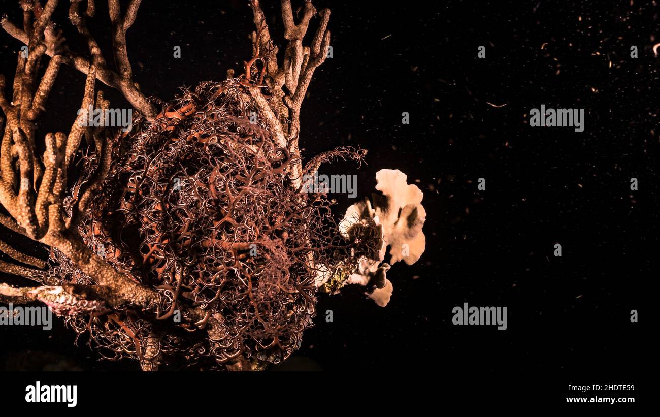 NIght Seascape with basket star, coral, and sponge in the coral reef of
