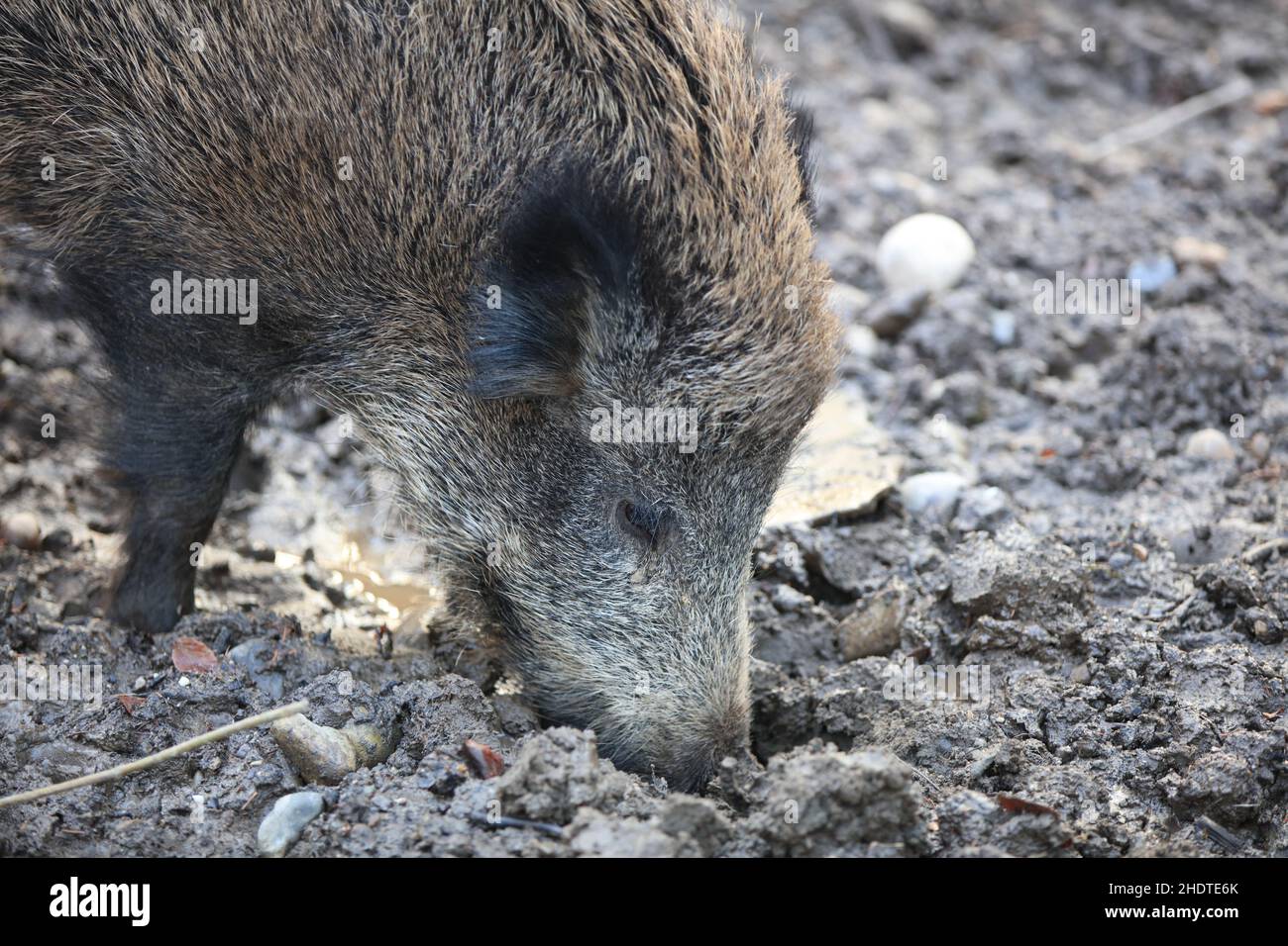 wild boar, wild boars Stock Photo - Alamy