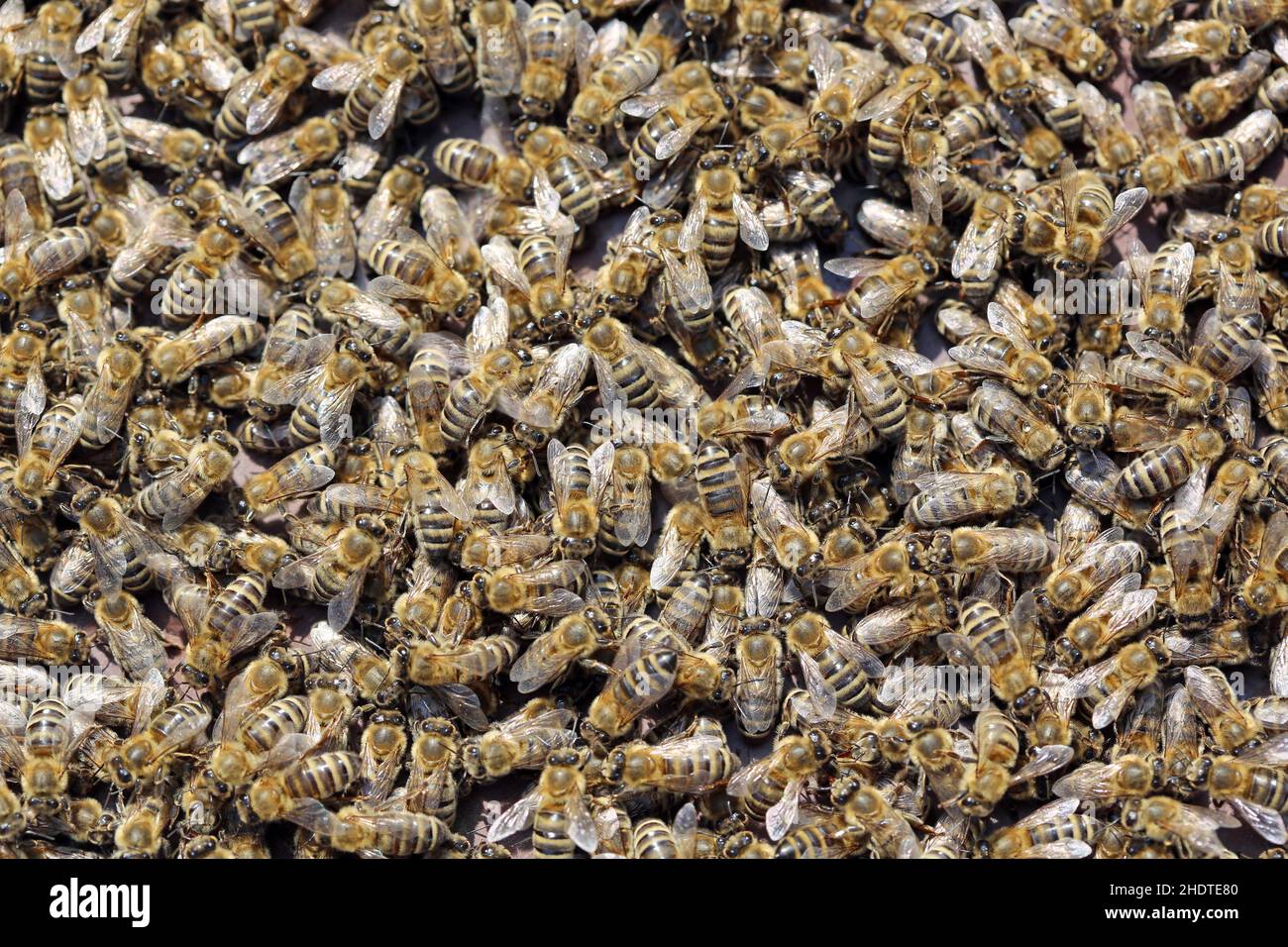 Colony life honey bees frame hi-res stock photography and images - Alamy