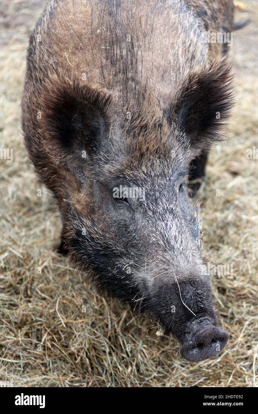 wild boar, wild boars Stock Photo - Alamy