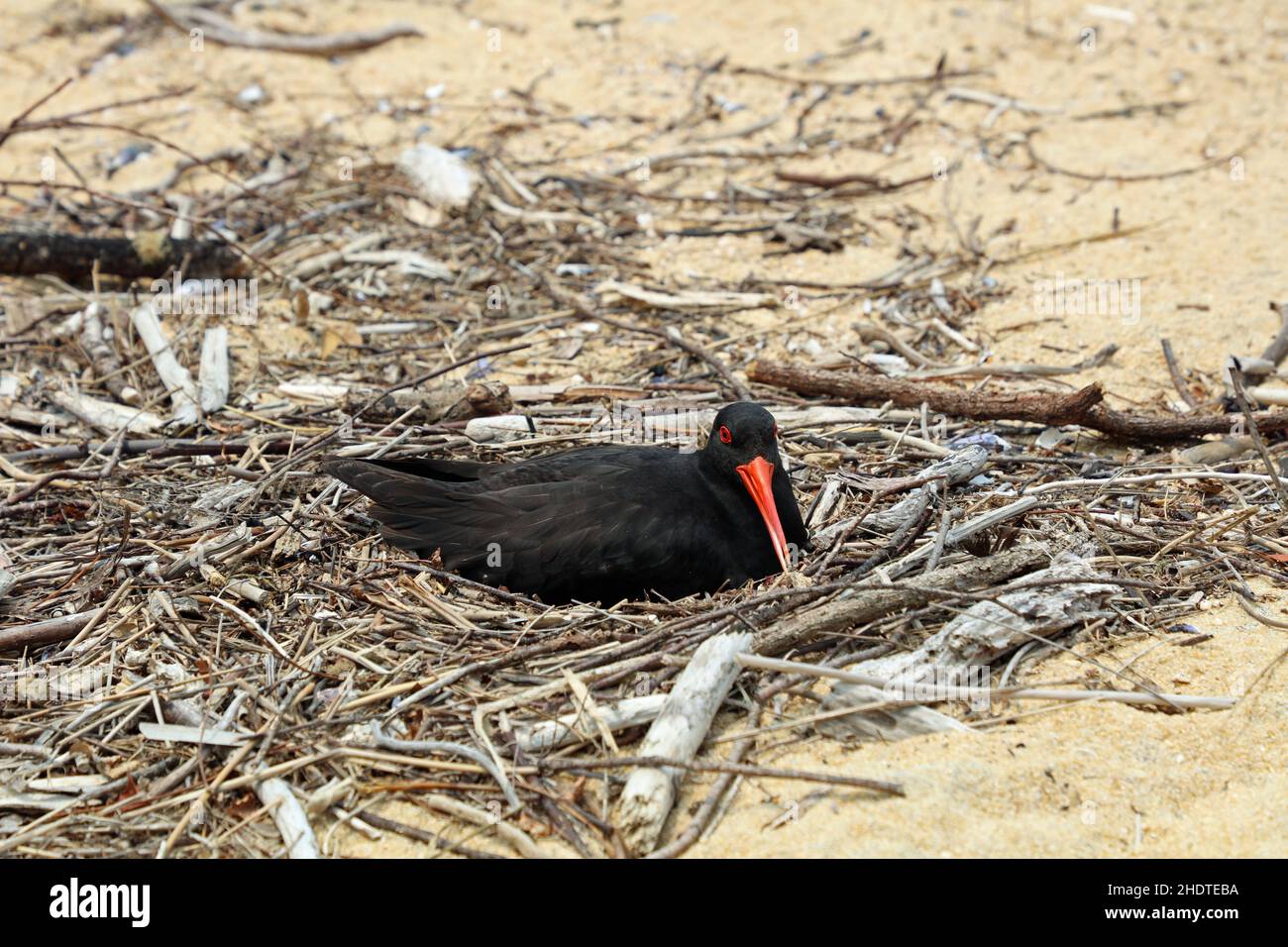 Black oyster catcher nest hires stock photography and images Alamy