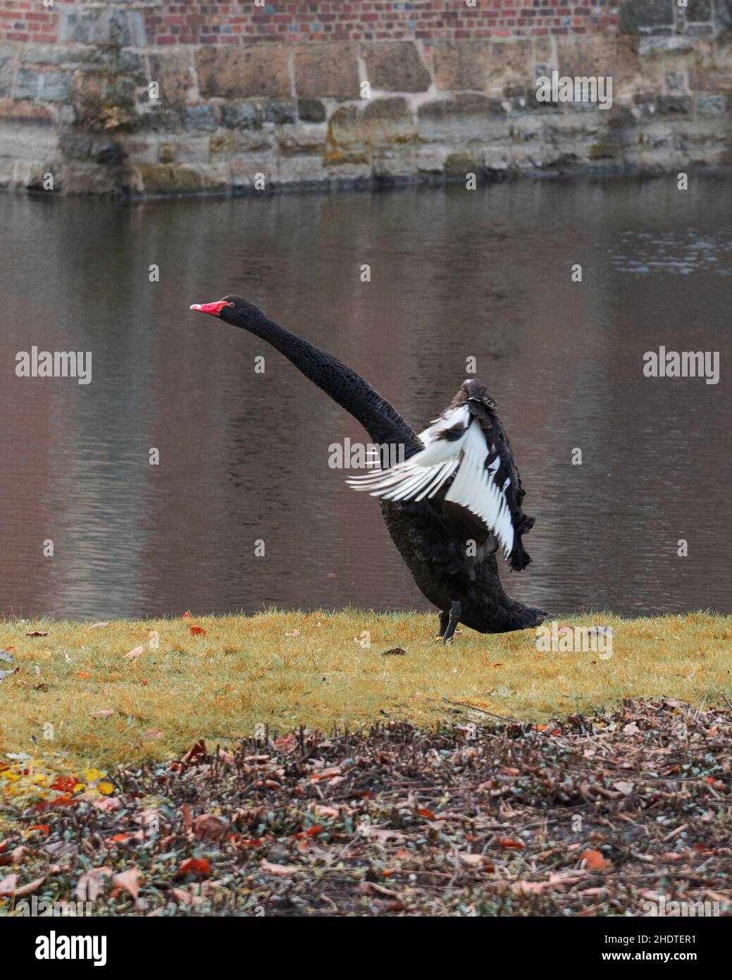 Vertical shot of a black swan taking off near a lake Stock Photo - Alamy