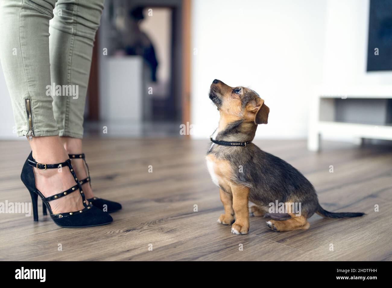 place, dog school, command, places, dog schools, commands Stock Photo