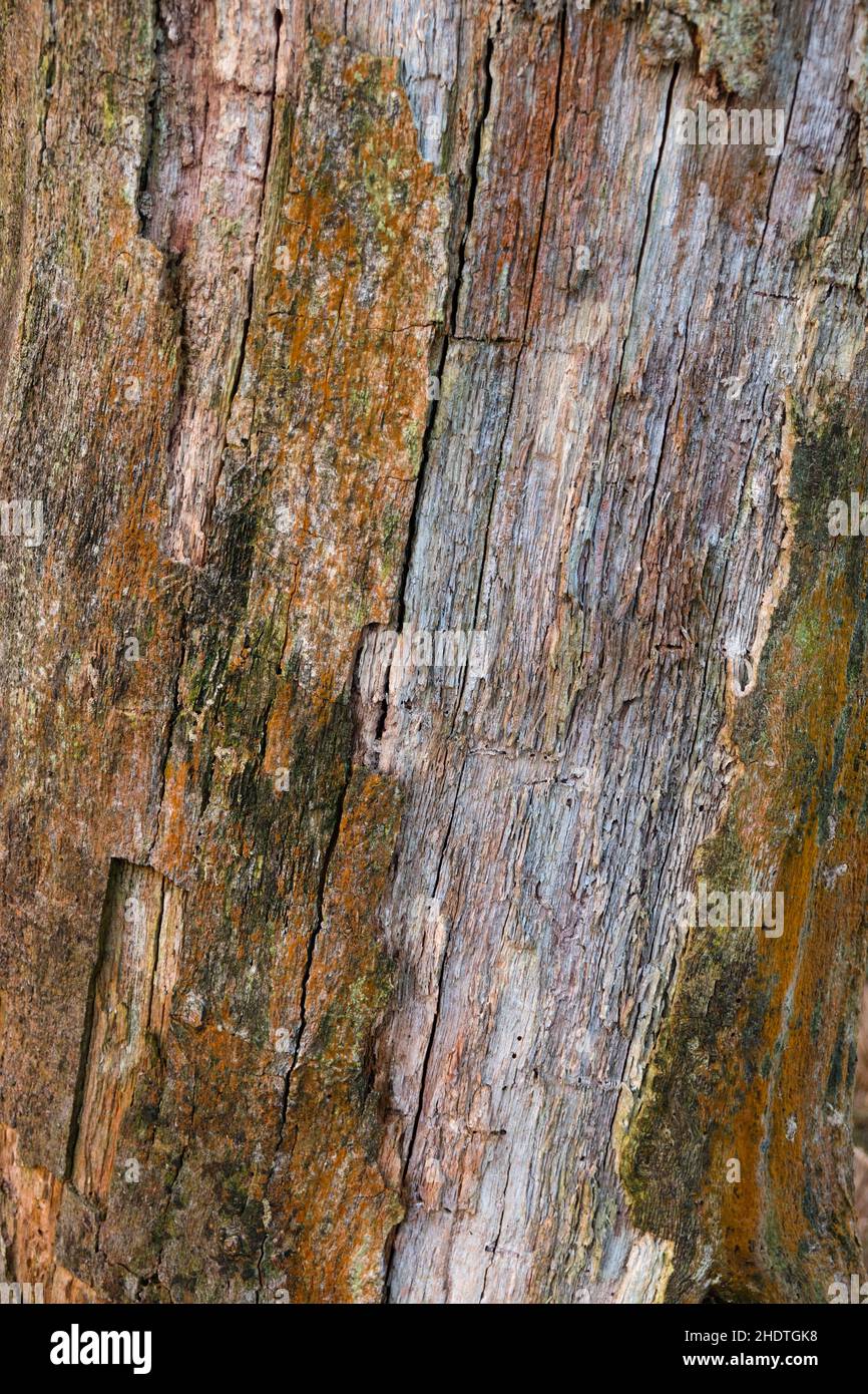 Background consisting of orange brown bark and wood of a dead Oak Stock Photo