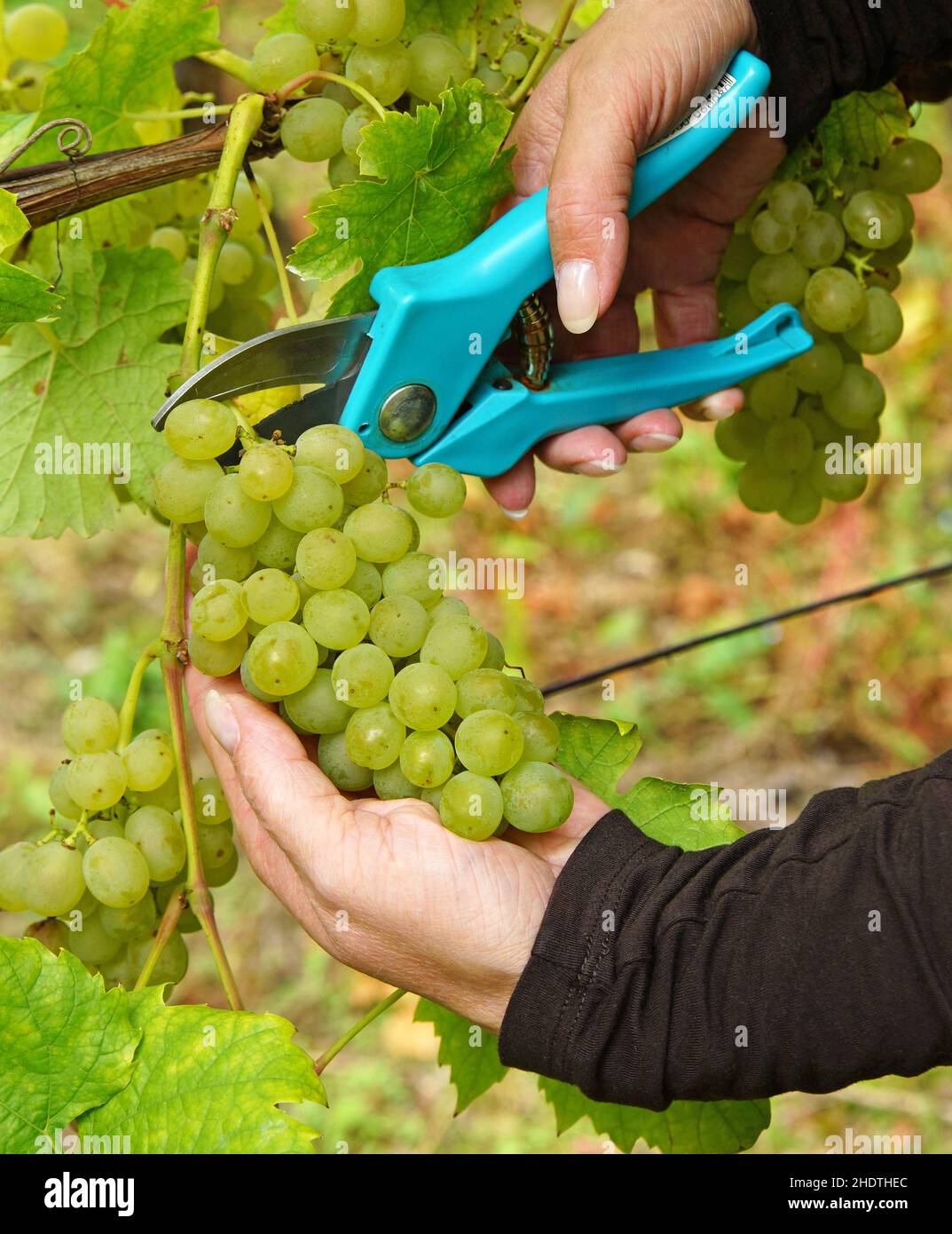 View of grape, vintage, grapes, vintages Stock Photo - Alamy