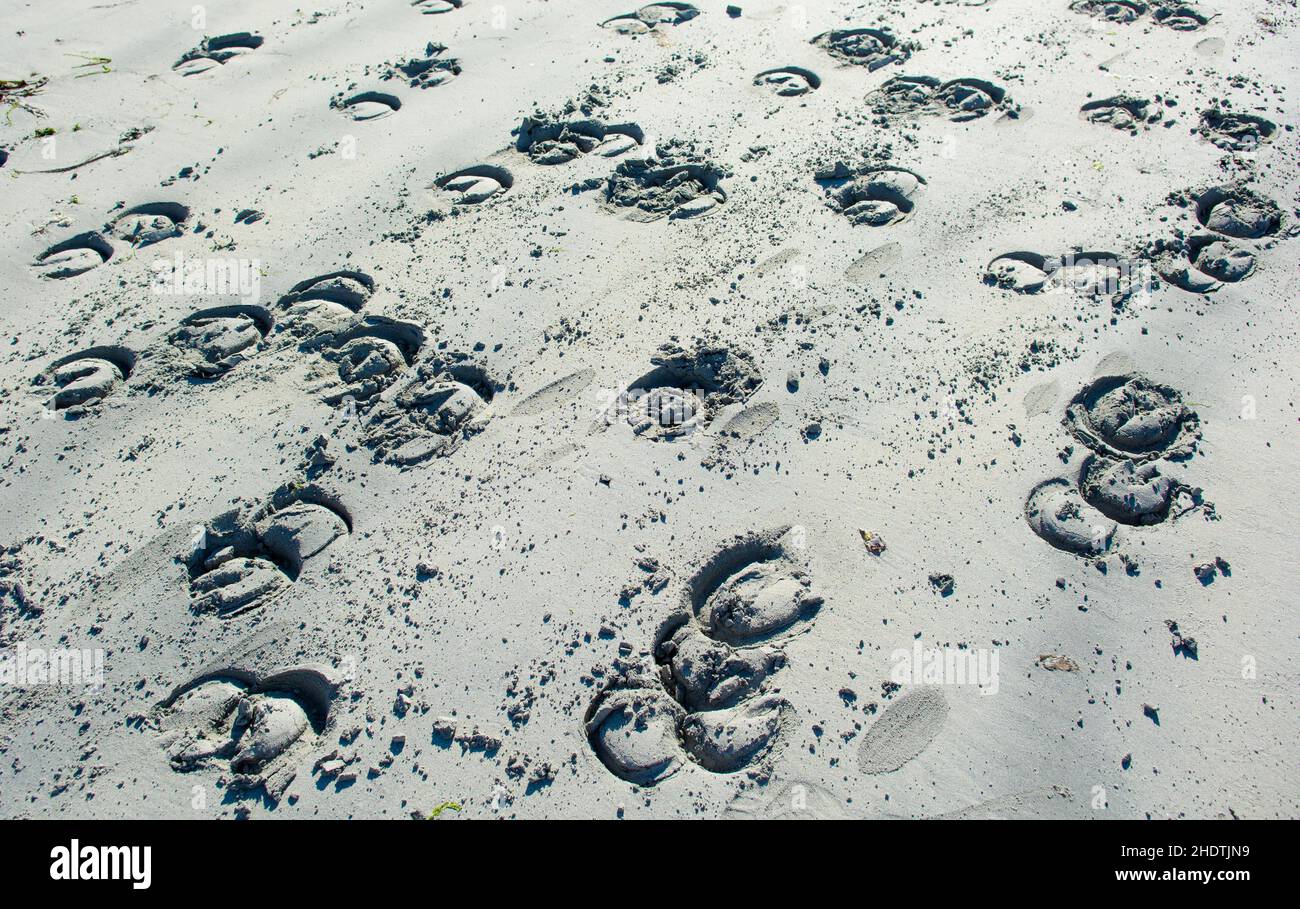 horseshoe track, hoof prints, horseshoe tracks Stock Photo Alamy