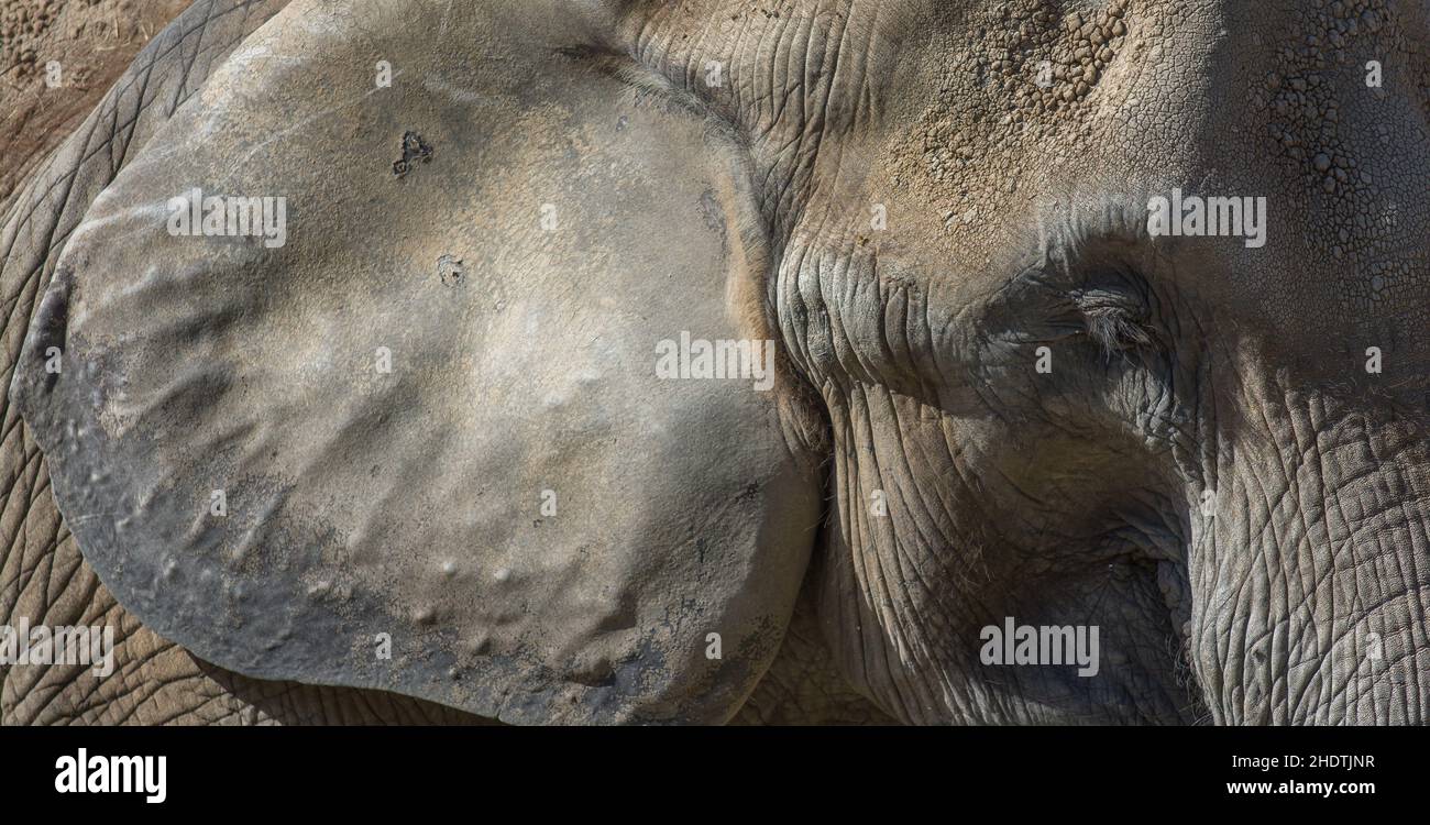 elephant skin, african bush elephant, elephant skins, african bush elephants, african elephant Stock Photo