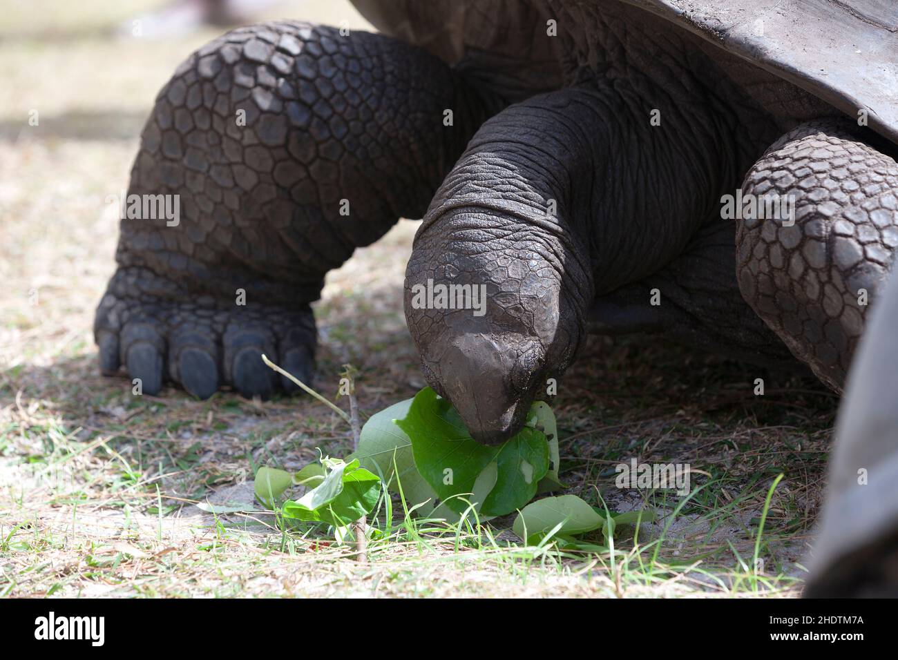 nutrition eating giant tortoise nutrition ingestion giant Biology Diagrams
