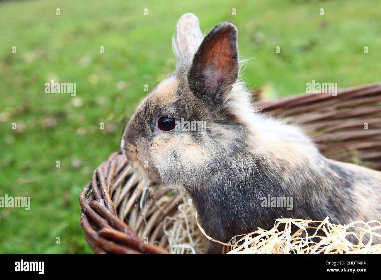 easter nest, easter bunny, easters, easter bunnies Stock Photo