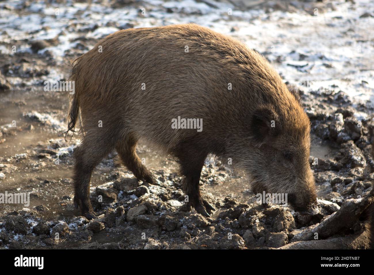 wild boar, foraging, wild boars Stock Photo - Alamy