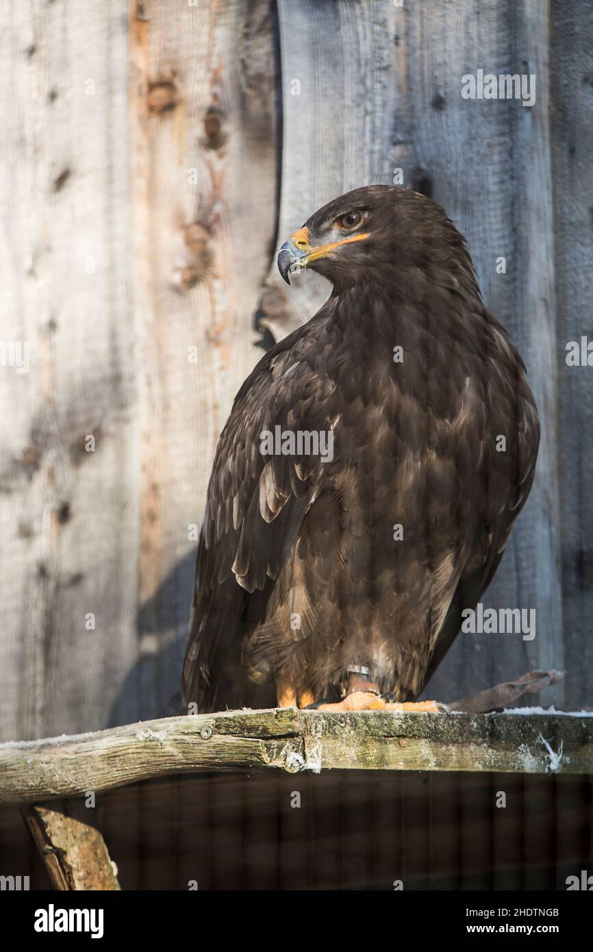 steppe eagle, steppe eagles Stock Photo Alamy