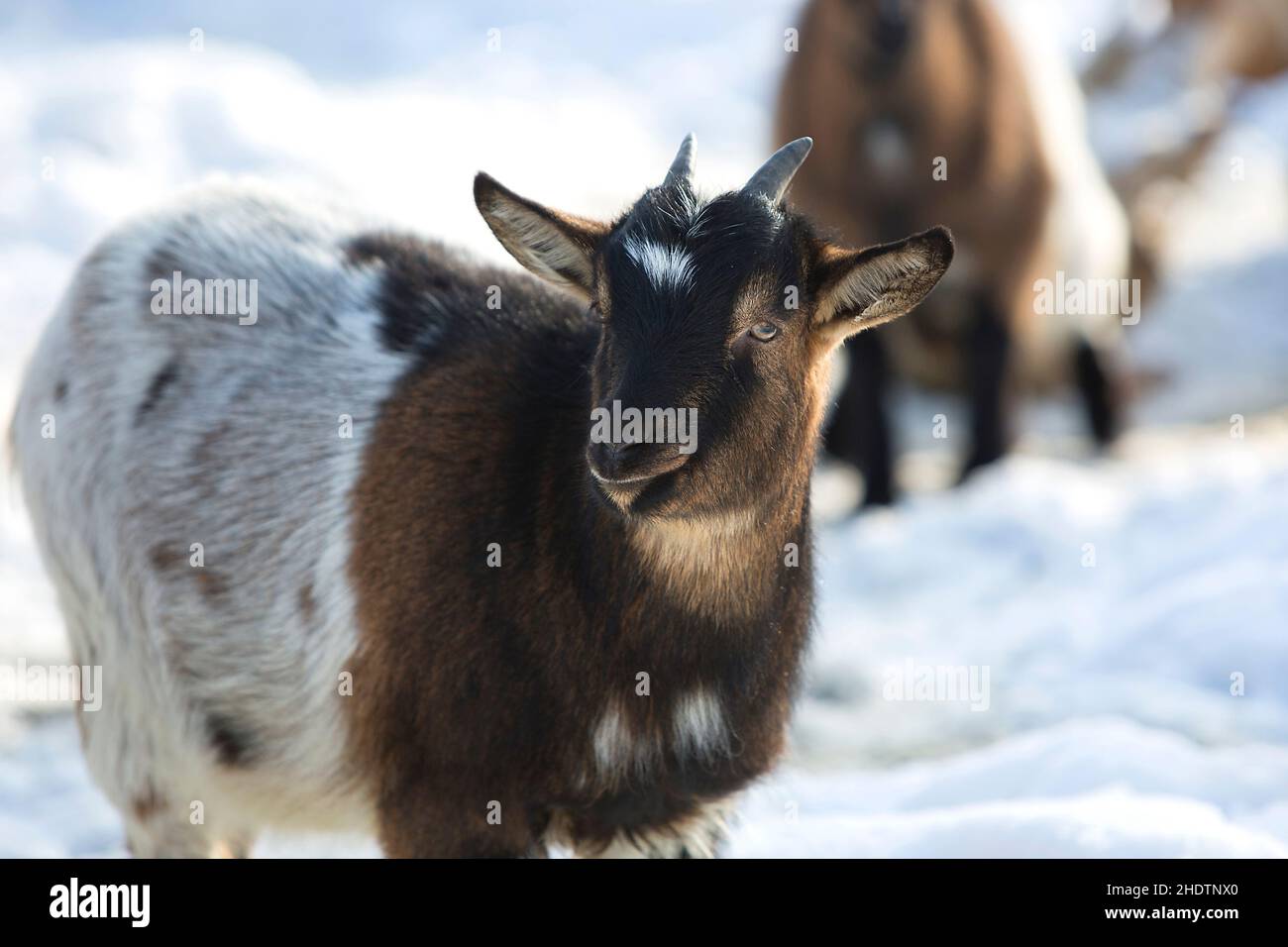 domestic goat, domestic goats Stock Photo