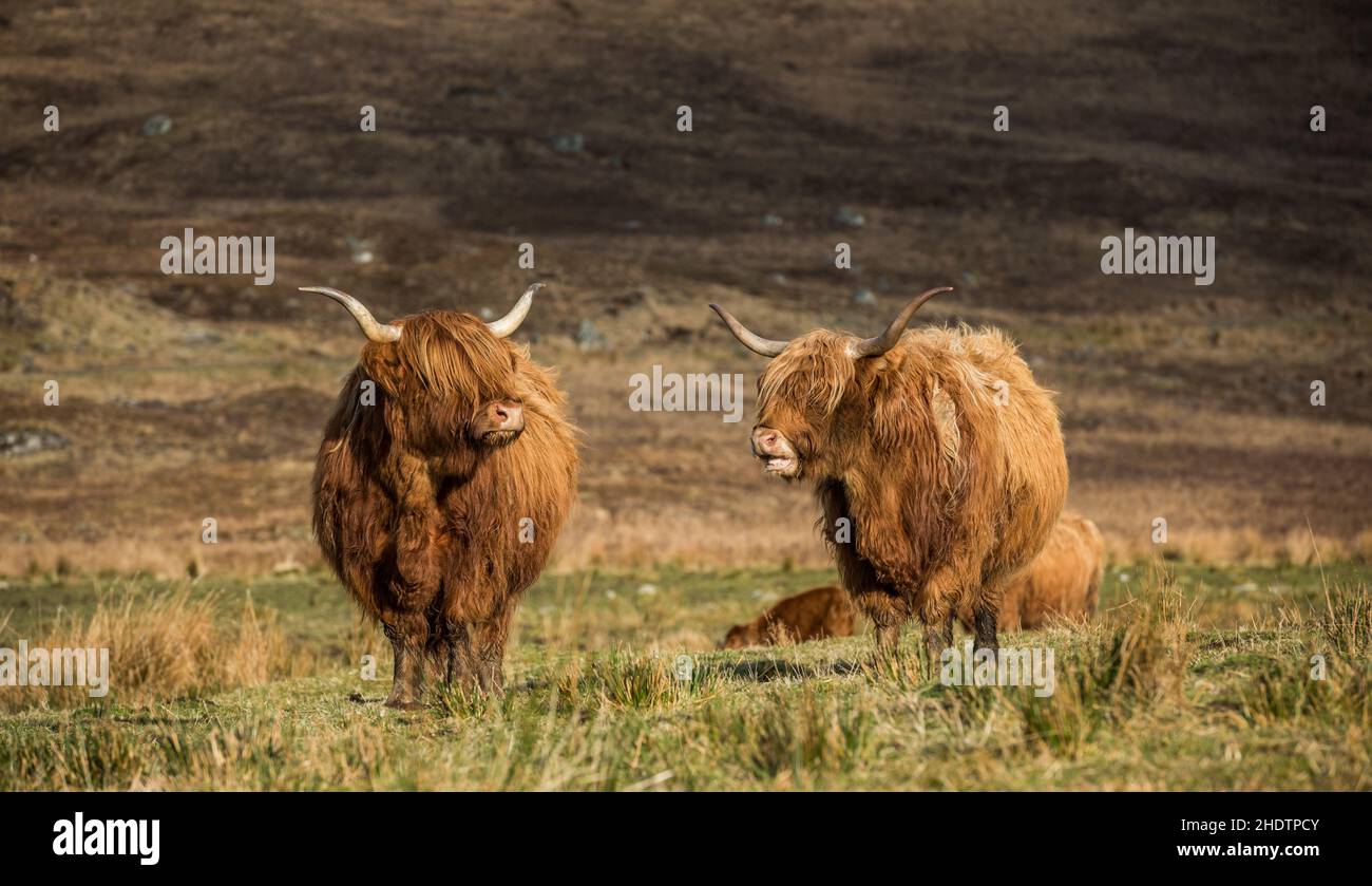 highland cattle, highland cattles Stock Photo - Alamy