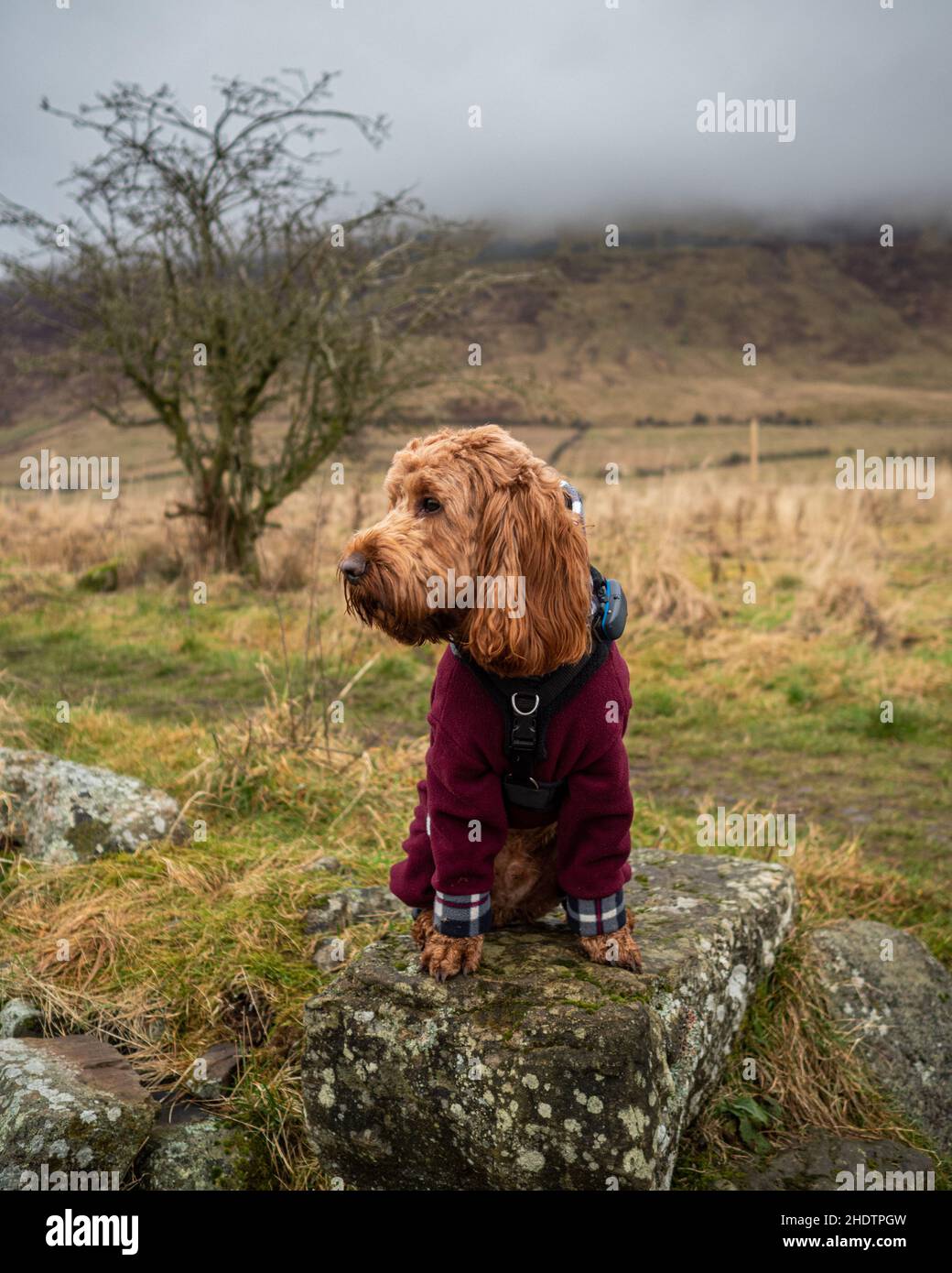 Cockapoo front view hi-res stock photography and images - Alamy