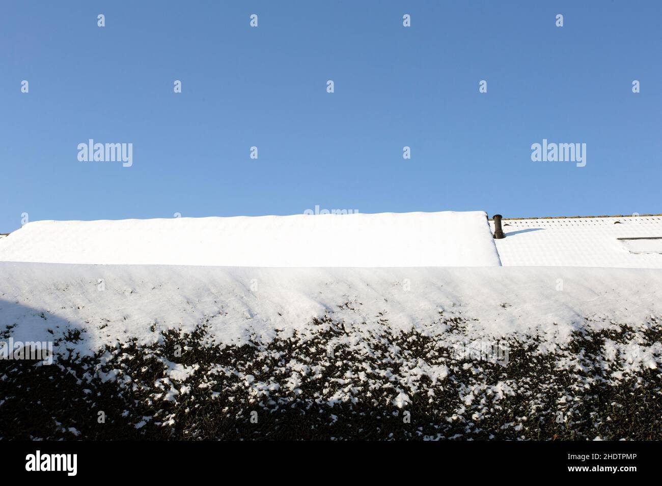 Green hedge covered with snow at winter with a bright blue sky and rooftops cozy homes, copy space winter landscape Stock Photo