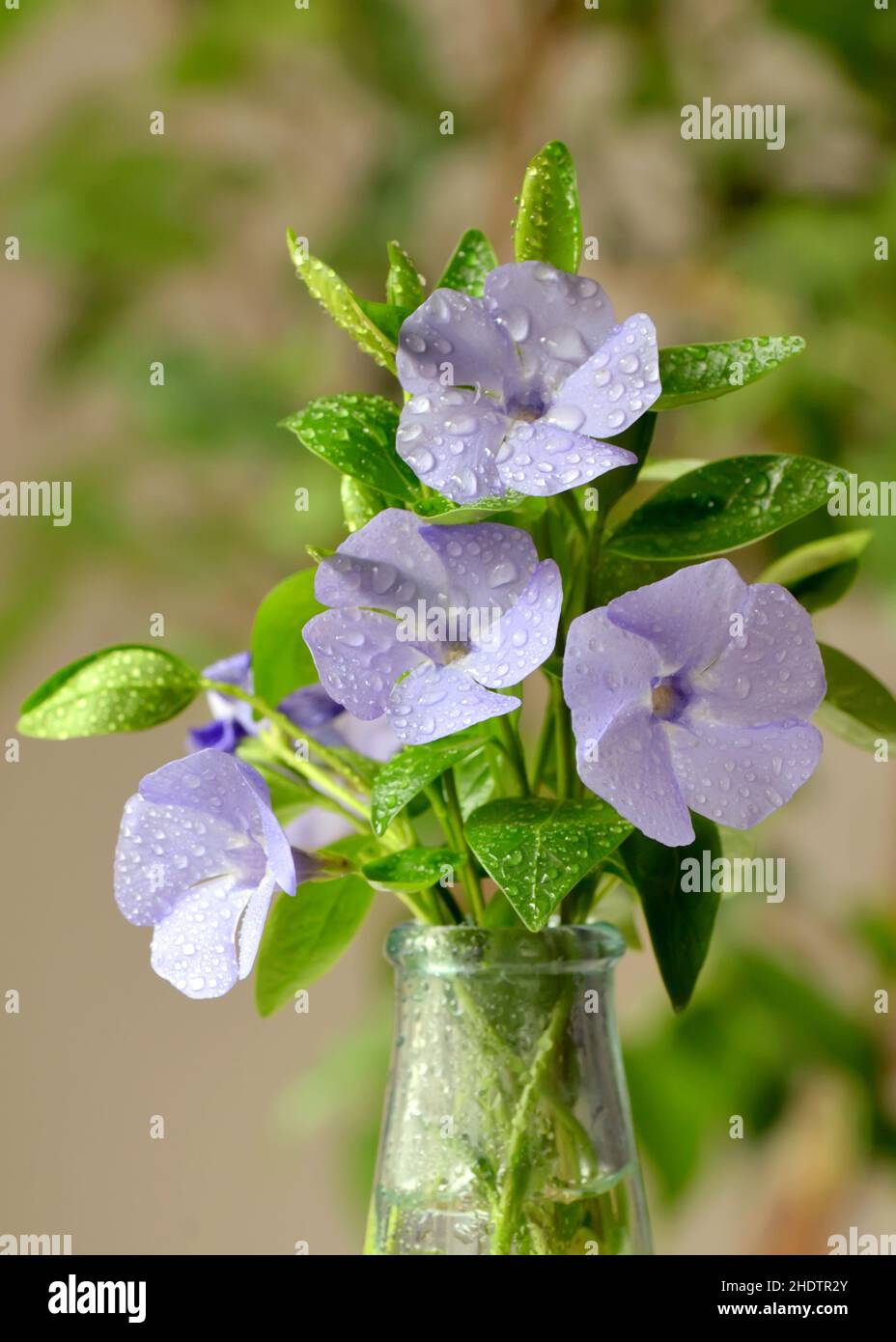 Hydrangea Drop In Natures water decorations hi-res stock photography and images - Alamy