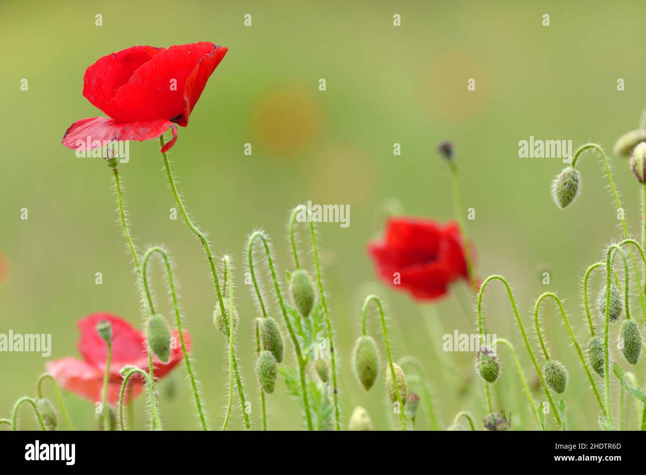 Filigrees High Resolution Stock Photography and Images - Alamy