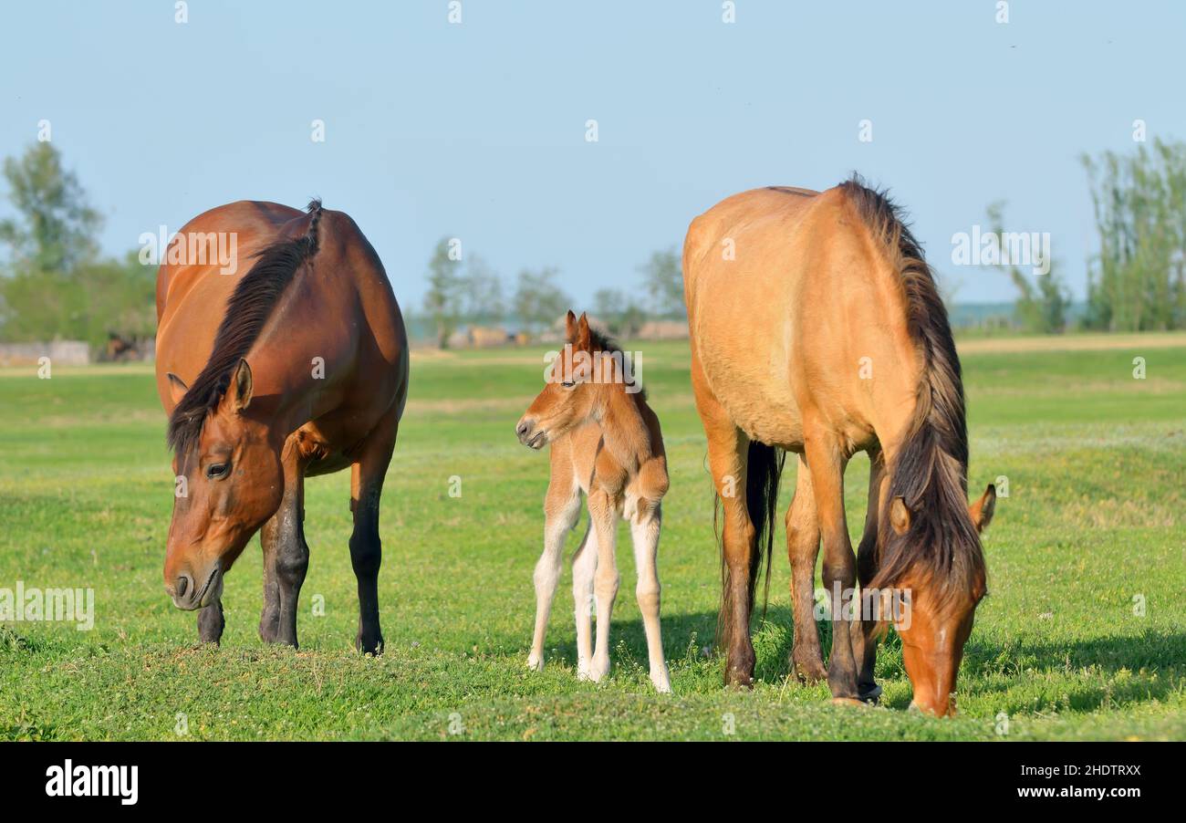 horses, paddock, horse, paddocks Stock Photo Alamy