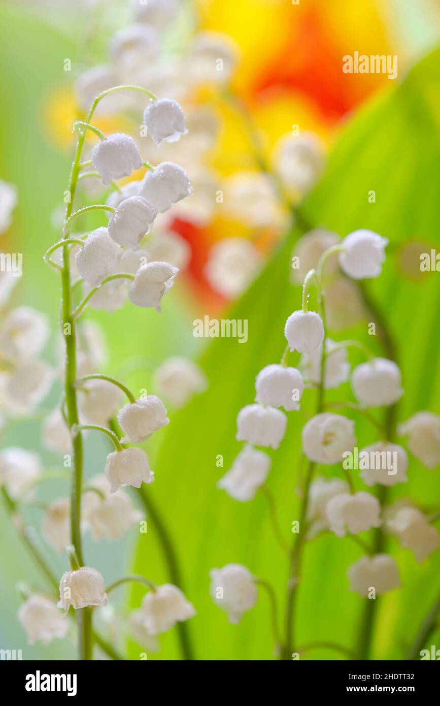 lily of the valley, lily of the valleys Stock Photo Alamy