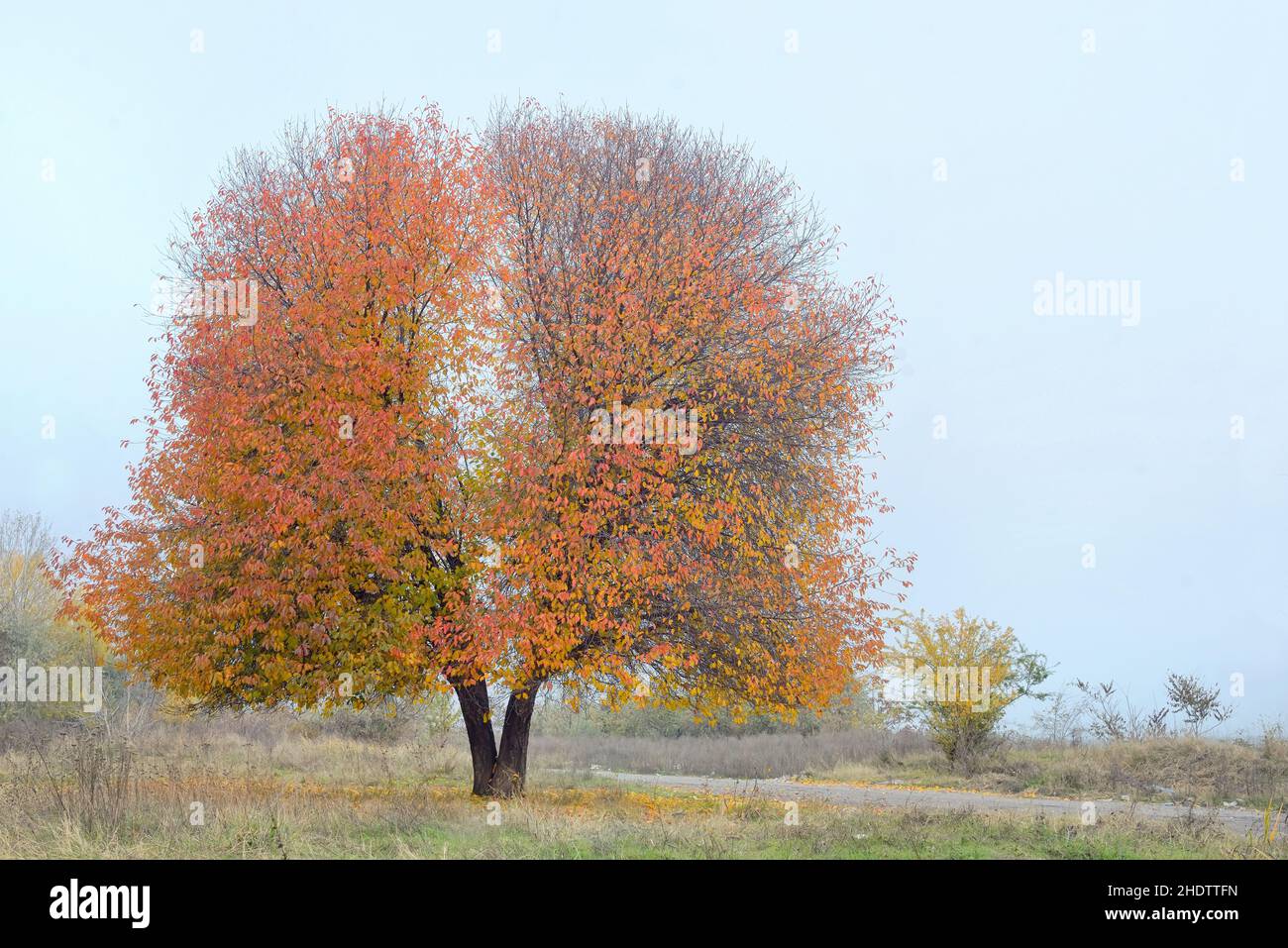 tree, oxygen, lung, trees, oxygens, lungs Stock Photo Alamy