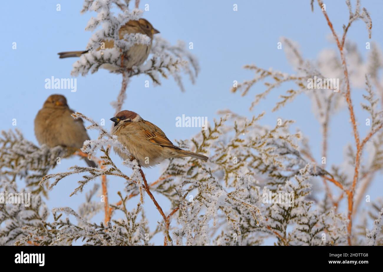 winter, bird, winters, birds Stock Photo