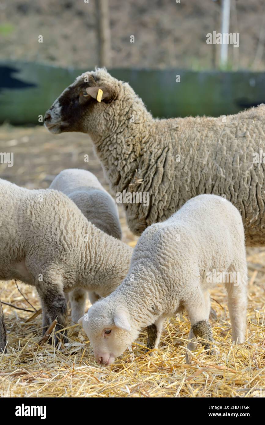 sheep lambs wool animal milk natural meat food farm Stock Photo - Alamy