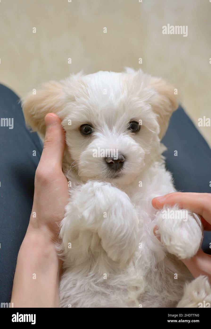 crawl, puppy dogs, cuddling, crawls, puppy dog, embracing, hug, hugging