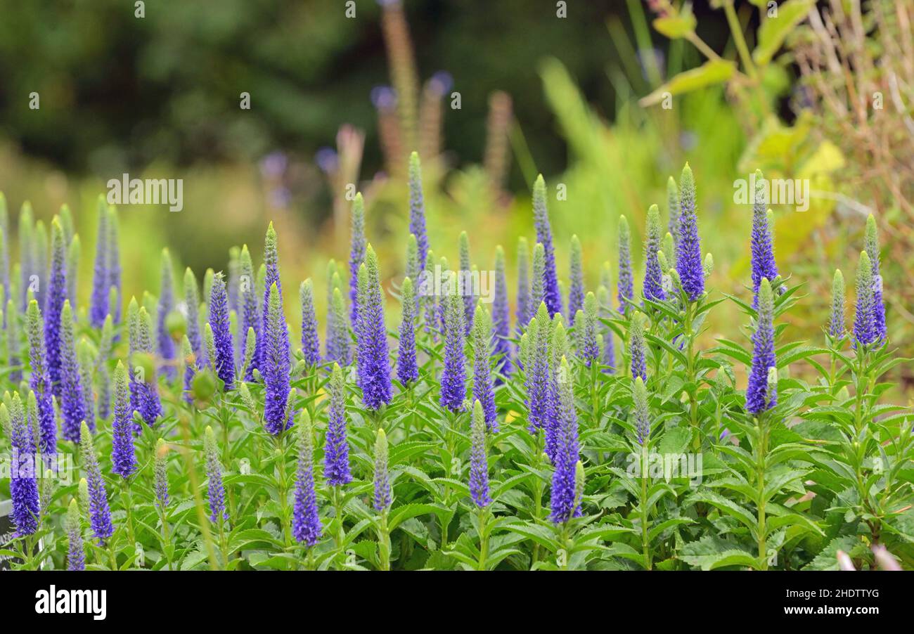 spiked speedwell Stock Photo