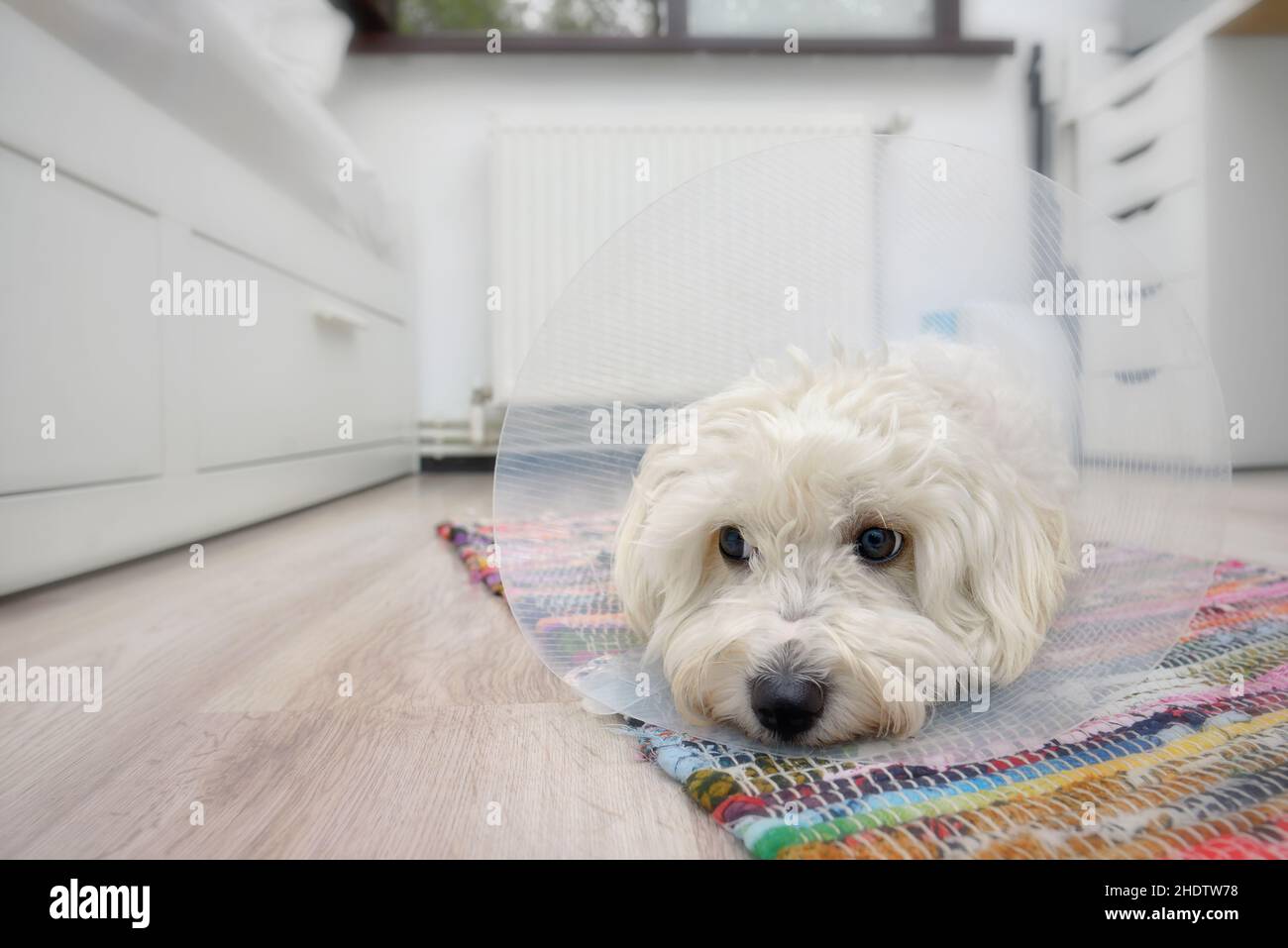 dog, neck ruff, dogs, neck ruffs Stock Photo Alamy