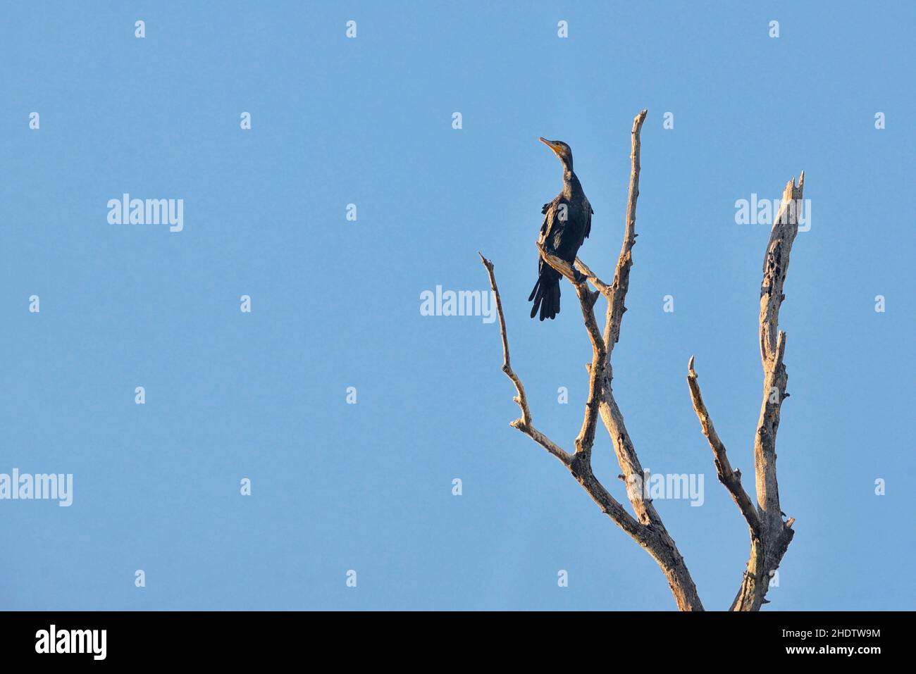 cormorant, cormorants Stock Photo