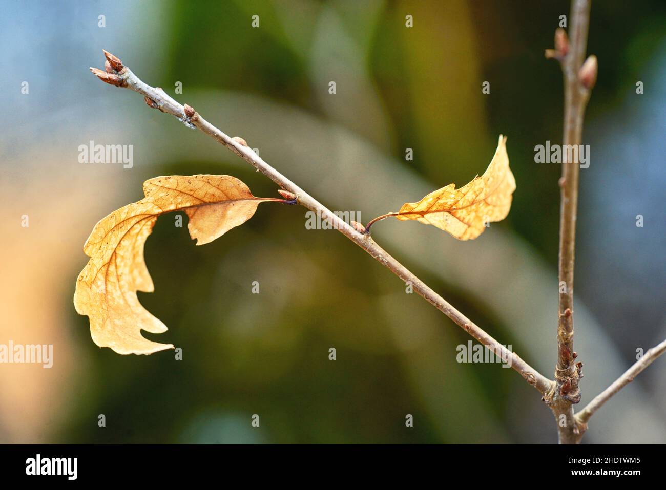 bud, oak tree, buds, oak trees Stock Photo Alamy