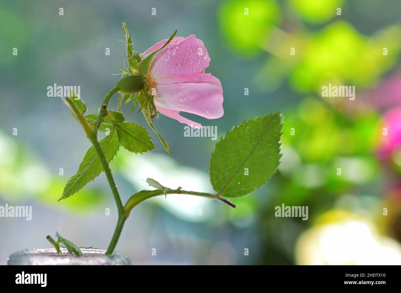 Flowering rose hi-res stock photography and images - Alamy