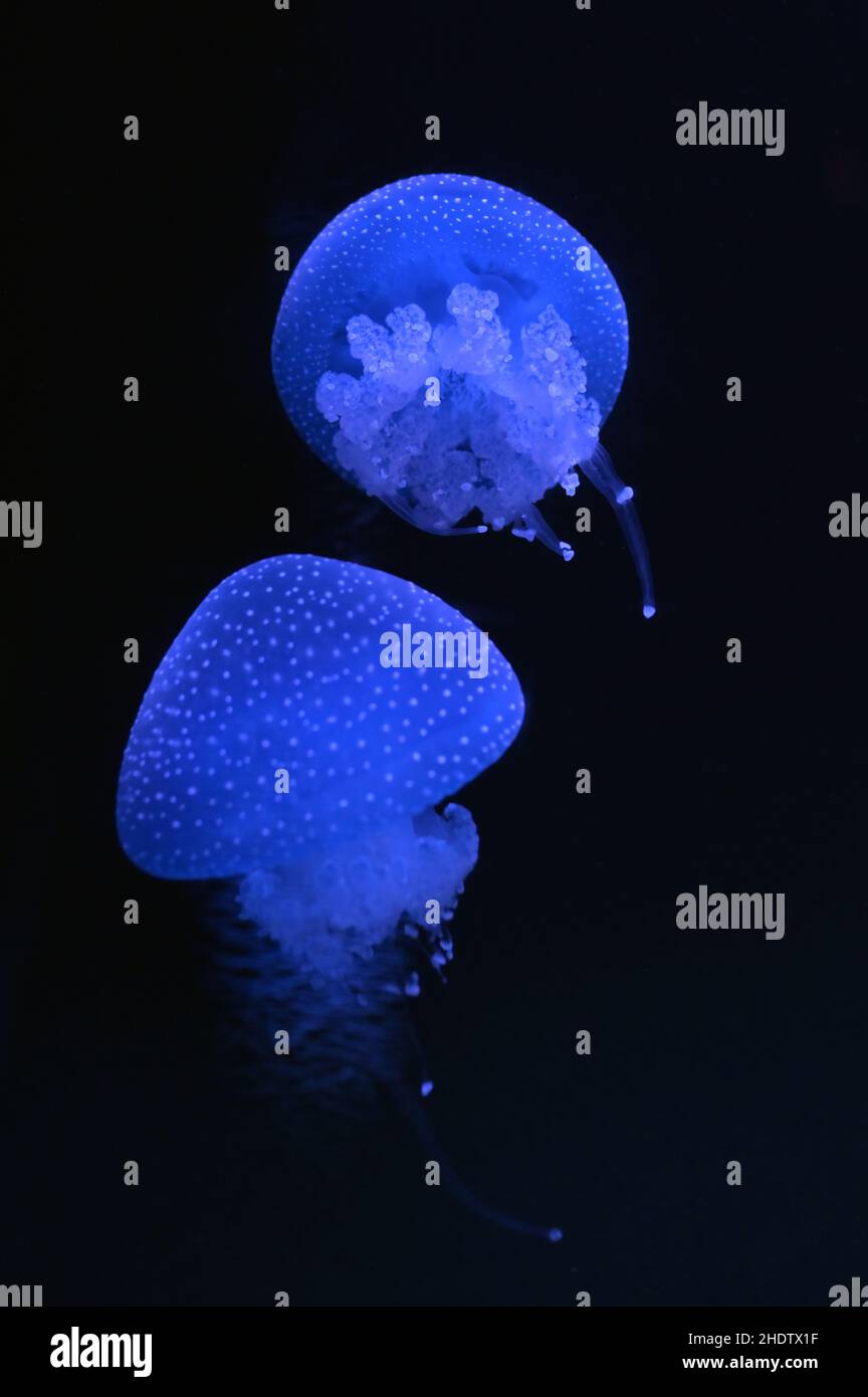 floating bell, australian spotted jellyfish, brown jellyfish, white ...