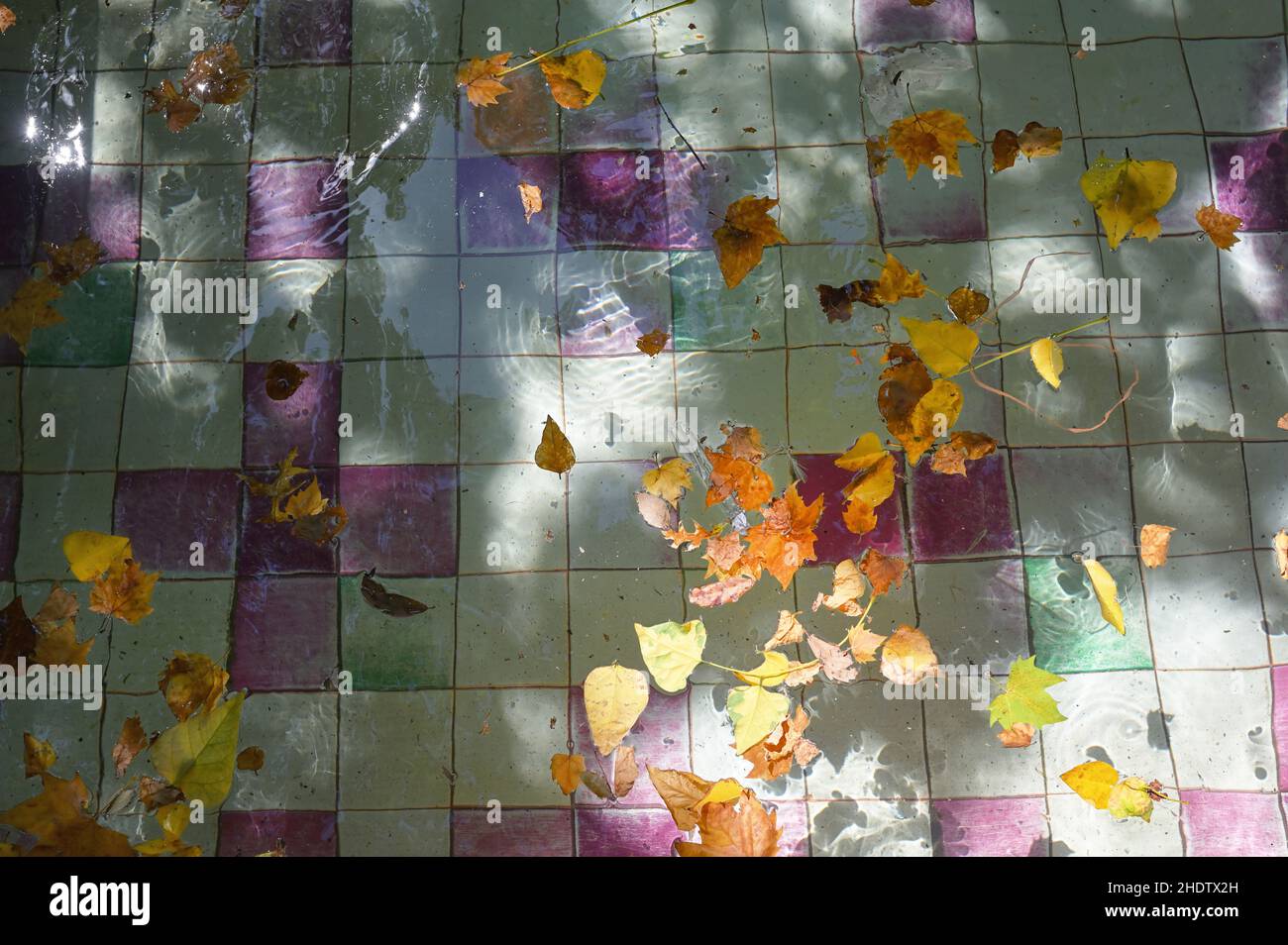 autumn leaves, pools, leaf, pool Stock Photo Alamy