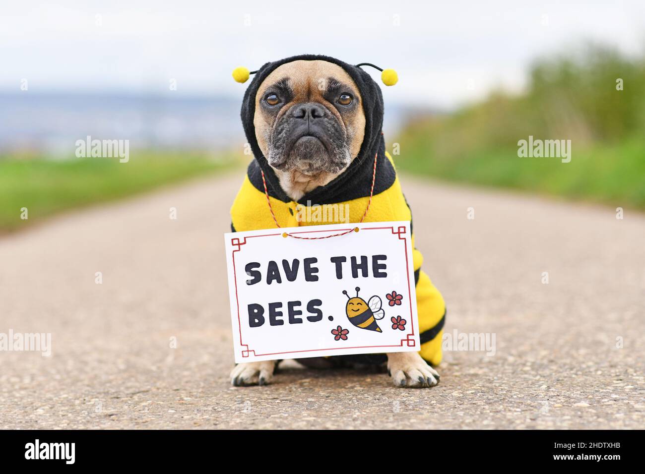 French Bulldog dog wearing bee costume with demonstration sign saying