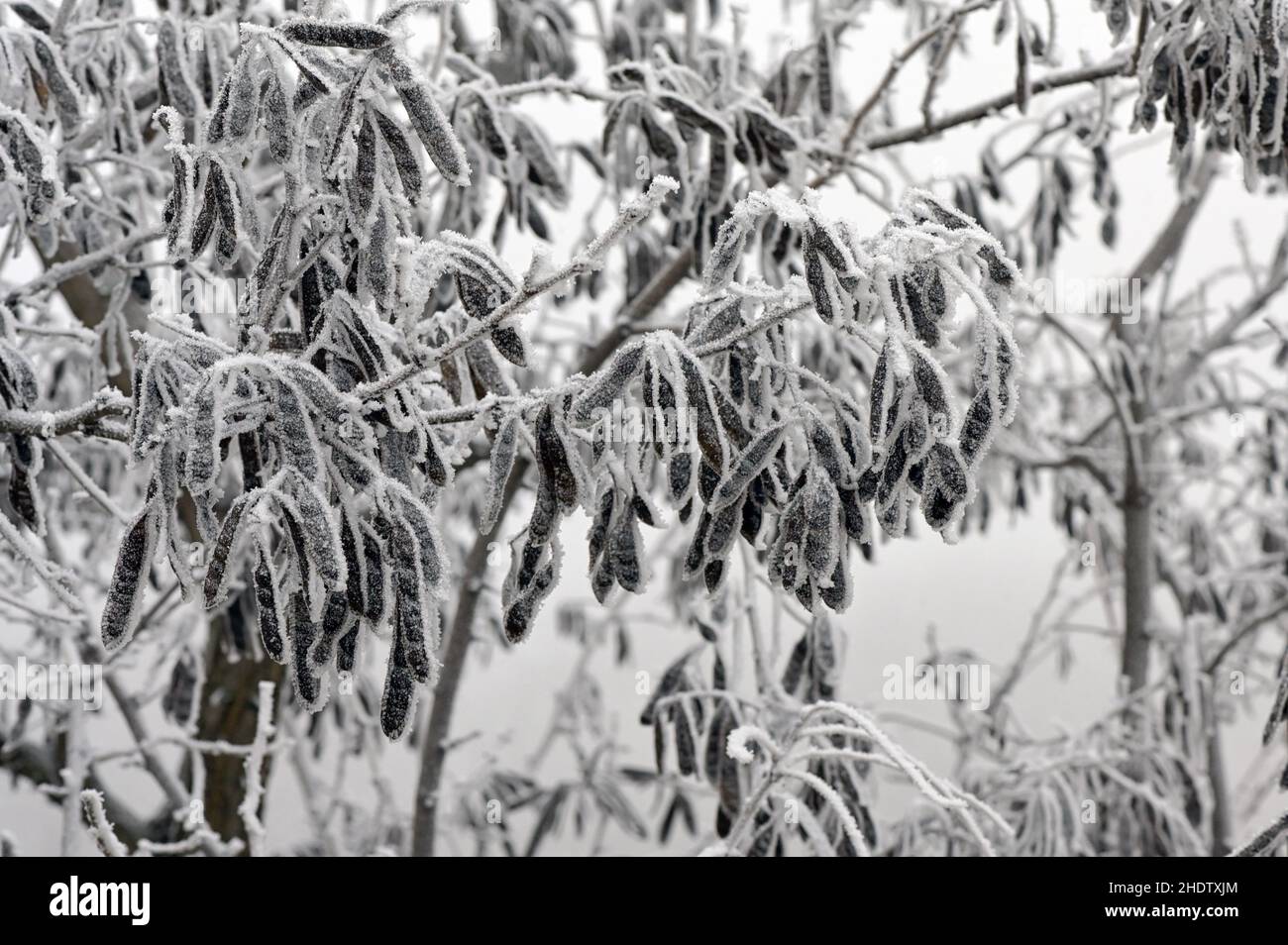 winter, frozen, frost, winters, frozens, frosts Stock Photo Alamy