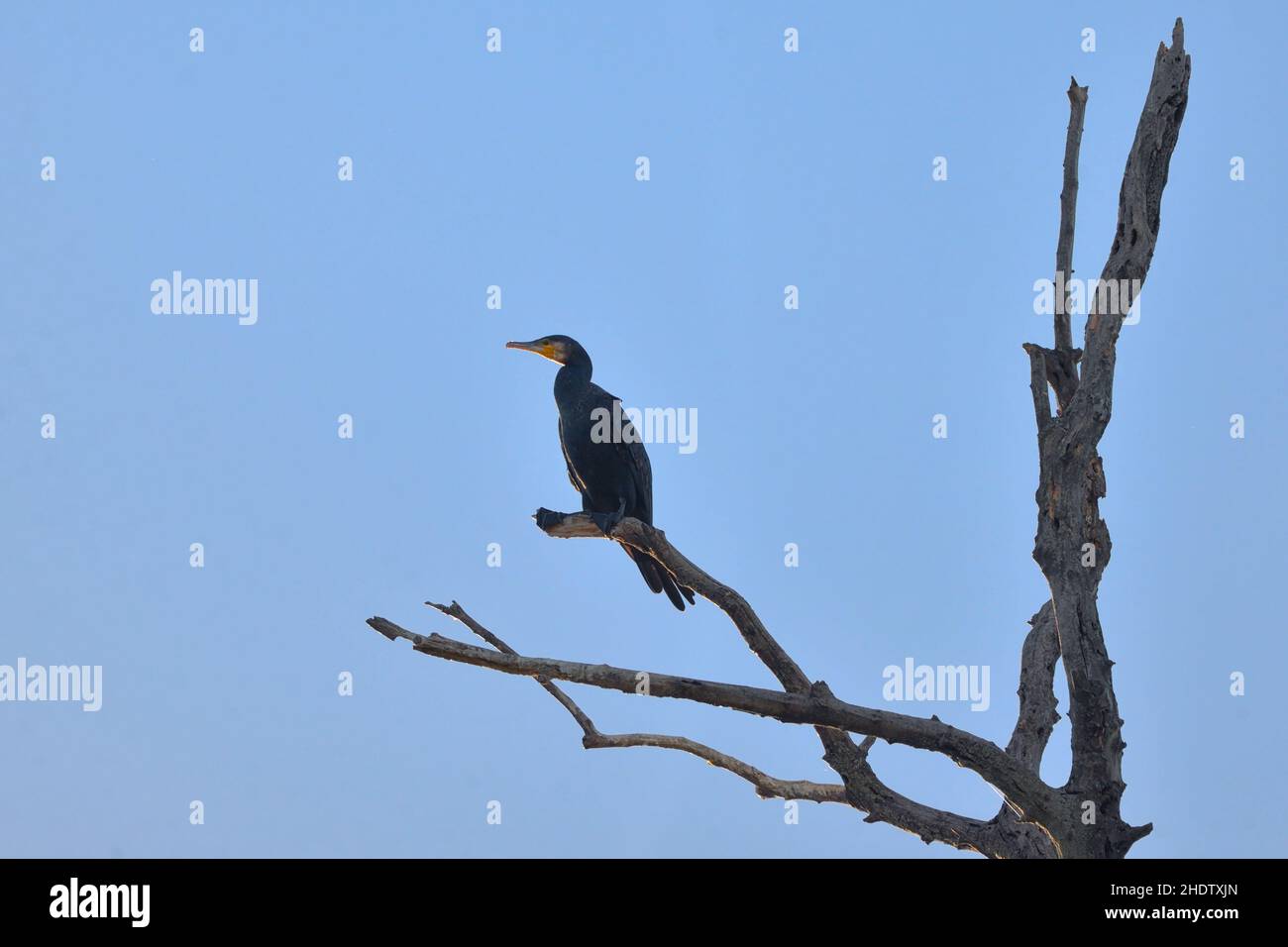 cormorant, cormorants Stock Photo