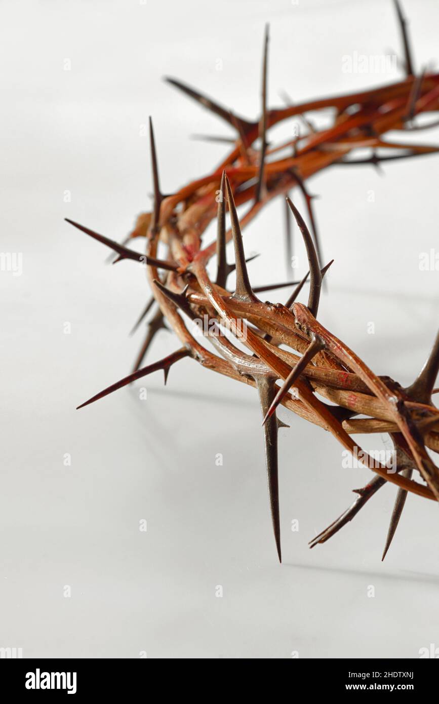 wreath thorn, crown of thorns, wreath thorns Stock Photo