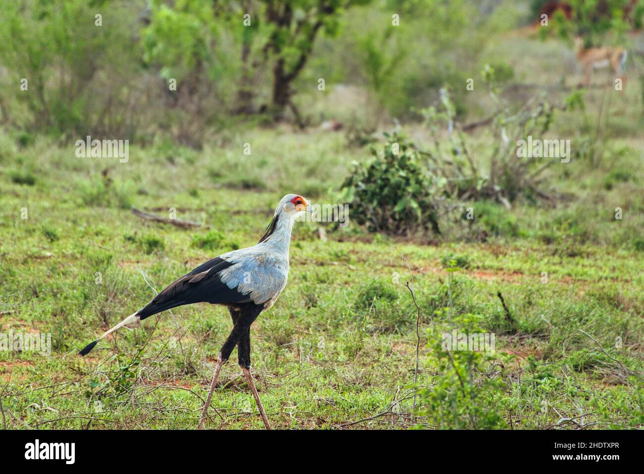 Vögel im Nationalpark Tsavo Ost, Tsavo West und Amboseli in Kenia Stock Photo