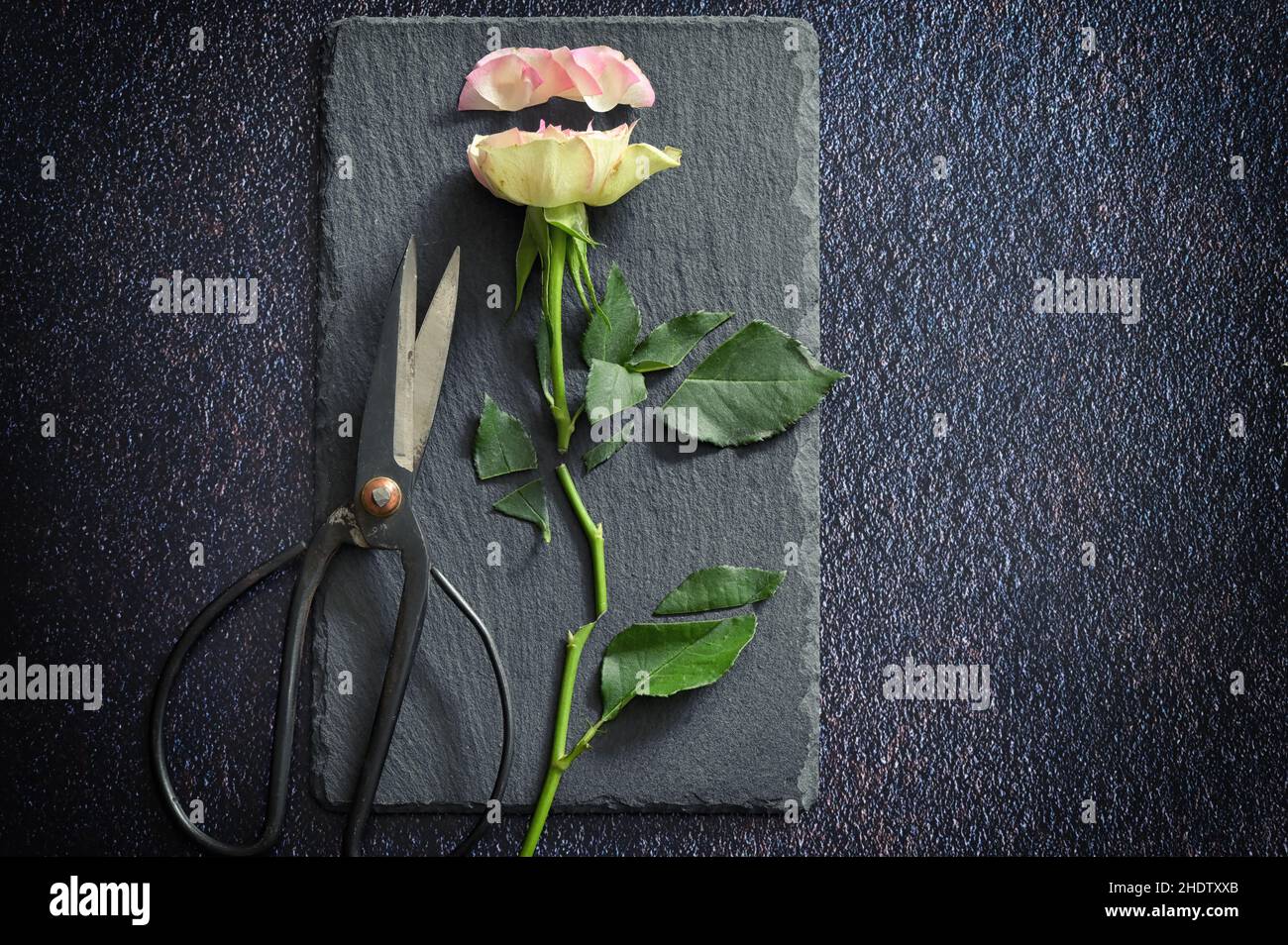 Cut flower rose hi-res stock photography and images - Alamy